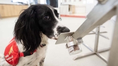Dog sniffing a test